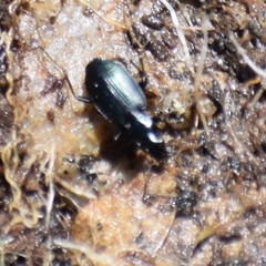 Platynina