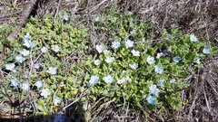 Nemophila menziesii integrifolia