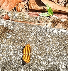 Lasippa tiga siaka