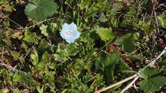 Nemophila menziesii integrifolia