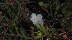 Nemophila menziesii integrifolia