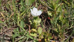 Nemophila menziesii integrifolia