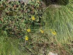 Solidago leiocarpa