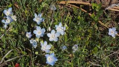 Nemophila menziesii integrifolia