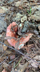 Russula