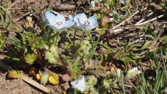 Nemophila menziesii integrifolia