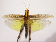 Cyrtacanthacris tatarica