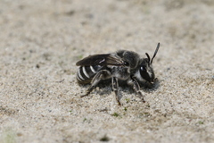 Colletes latitarsis