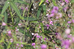 Megachile texana