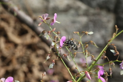 Megachile texana