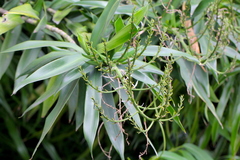 Dracaena angustifolia
