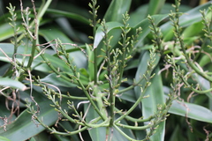 Dracaena angustifolia