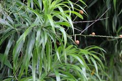Dracaena angustifolia
