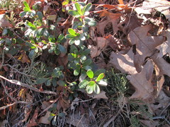 Magnoliopsida