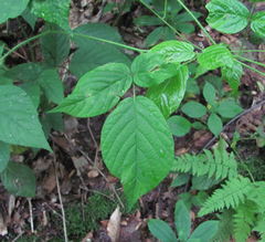 Rubus hirtus