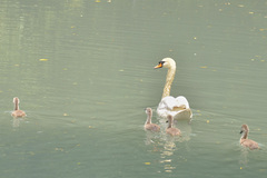 Cygnus olor