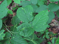 Rubus hirtus