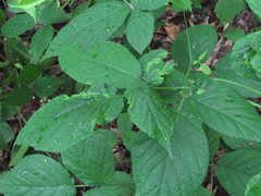 Rubus hirtus