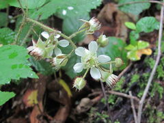 Rubus hirtus