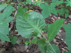 Rubus hirtus