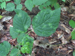 Rubus hirtus