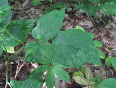 Rubus hirtus