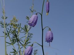 Adenophora stenanthina