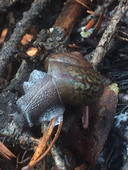 Helminthoglypta orina