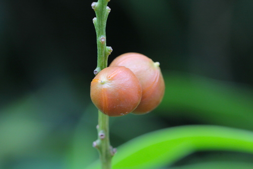 Image of Dracaena angustifolia by no rights reserved