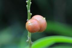 Dracaena angustifolia