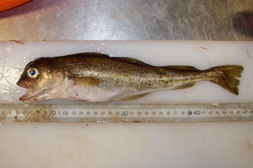 Atlantic cod (Gadus morhua) — Gadidae — 3