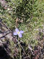 Heliophila macowaniana