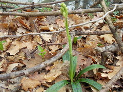 Orchis provincialis