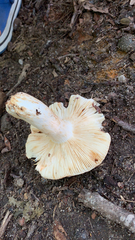 Russula