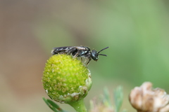 Perdita octomaculata