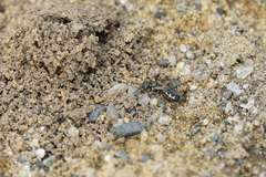 Perdita octomaculata