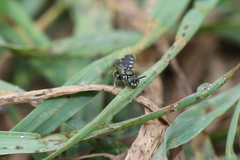Perdita octomaculata
