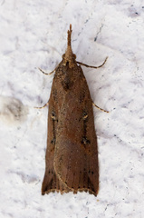 Hypena californica
