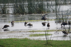 Limosa limosa