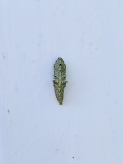 Pieris rapae