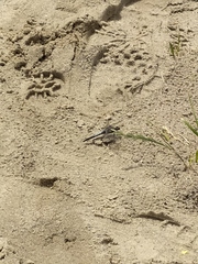 Orthetrum cancellatum