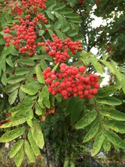 Sorbus aucuparia