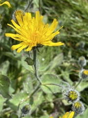 Hieracium villosum