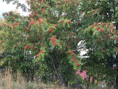 Sorbus aucuparia