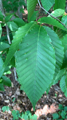 Fagus grandifolia