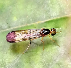 Ptecticus longipennis