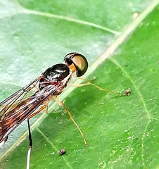 Ptecticus longipennis