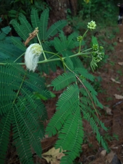 Zapoteca portoricensis