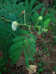 Zapoteca portoricensis