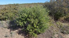 Cercocarpus betuloides betuloides